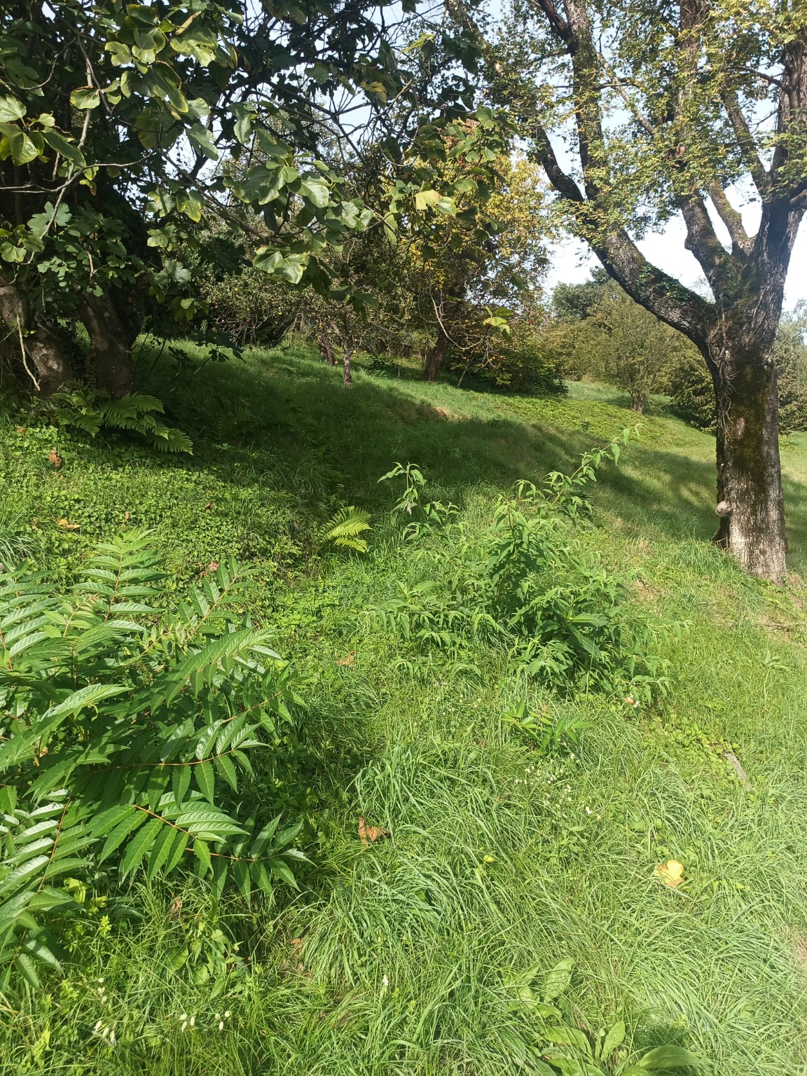 Terreno edificabile · Baveno · Loita — foto 11/16