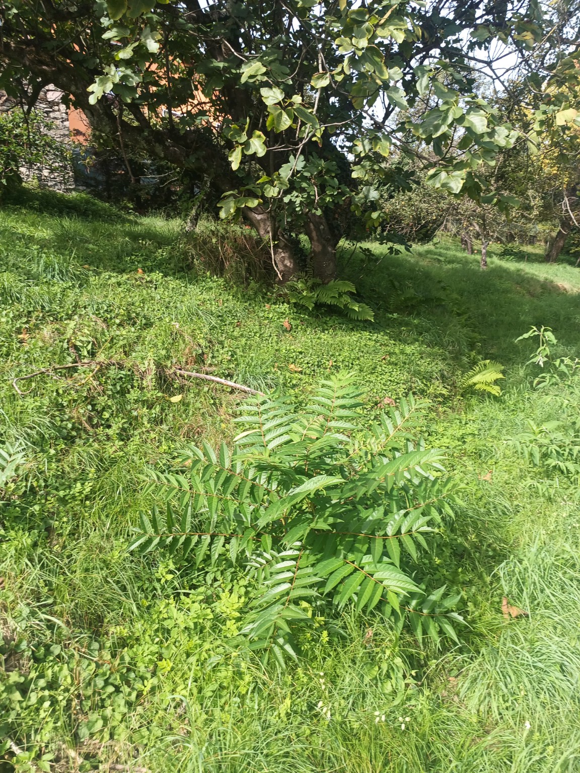 Terreno edificabile · Baveno · Loita — foto 12/16