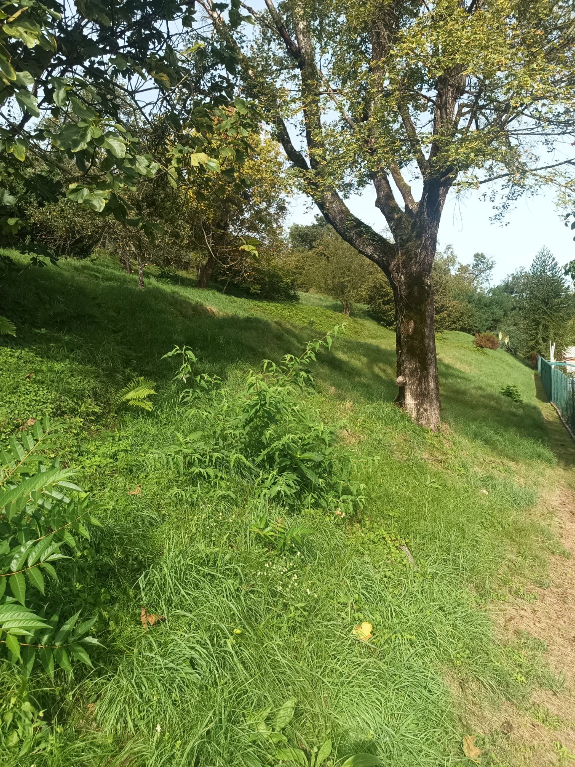 Terreno edificabile · Baveno · Loita — foto 10/16