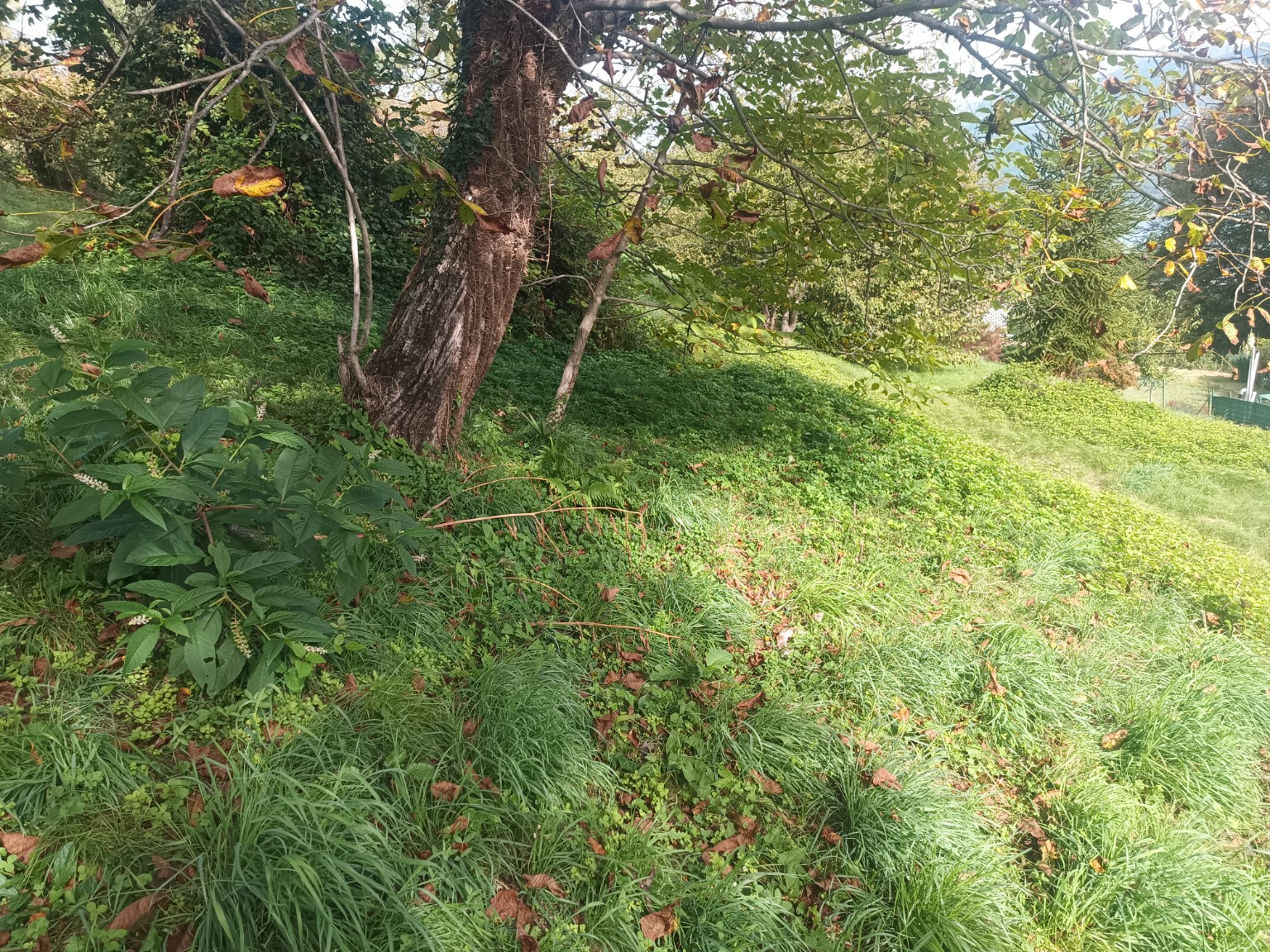 Terreno edificabile · Baveno · Loita — foto 5/16