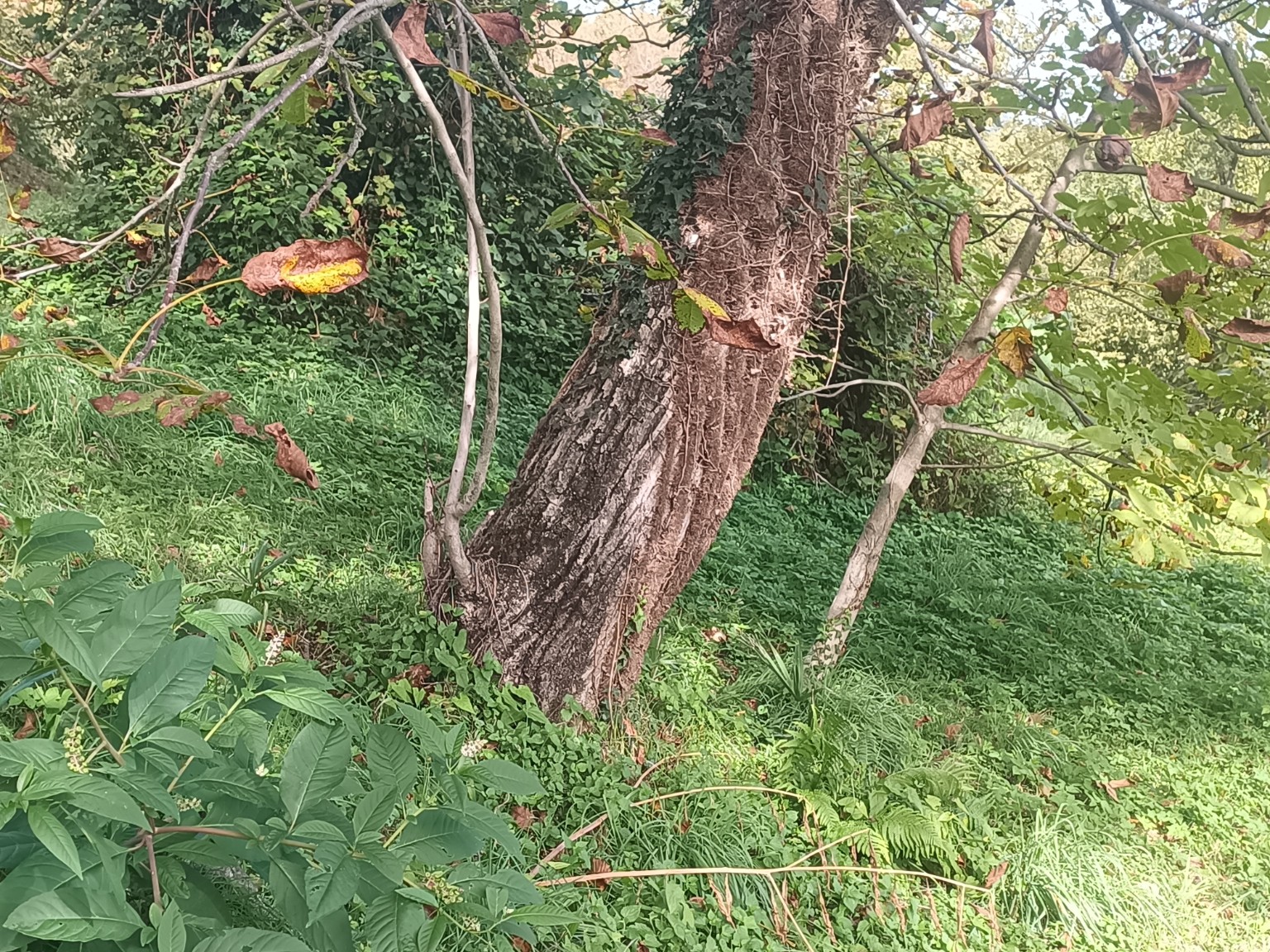 Terreno edificabile · Baveno · Loita — foto 15/16